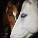 Castle Leslie horses Castle Leslie horses