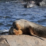 Sea Lions Ushuaia