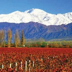 Vinhos em Mendoza Vinhos em Mendoza